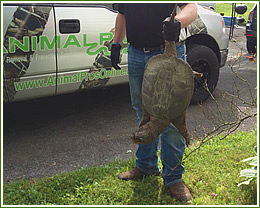 Animal removal, wildlife control